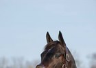 Swagger Jack at Dana Point Farm in Pennsylvania