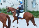 Gun Runner heads to the track for training at Churchill Downs June 12