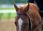 Whitmore will take on Awesome Banner in the seven-horse field of the De Francis Memorial Dash