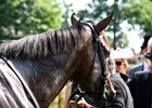 Lady Aurelia after her win in the group 1 King's Stand at Royal Ascot in June