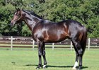 Wrote will spend the shuttle season in New Zealand