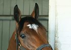 The Pizza Man is the only Illinois-bred to win the Arlington Million