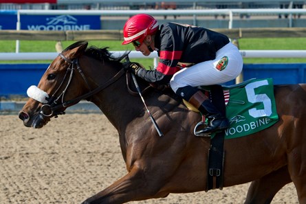Toronto Ont June 11, 2017 Woodbine Racetrack.Jockey Luis Contreras guides Holy Helena to victory in the $500,000 dollar Woodbine Oaks.Holy Helena is owned by Frank Stronach and trained by Jimmy Jerkins. michael burns photo
