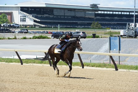 Epicharis - Belmont Park, June 3, 2017