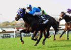 Champion Rafeef Retiring to Highlands Stud Champion Rafeef Retiring to Highlands Stud