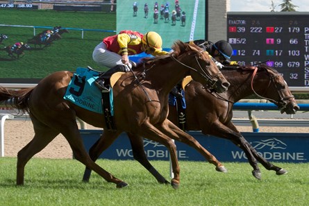 Katalox wins the 2017 Bold Ruckus Stakes