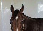 Classic Empire is training toward his first start since a second in the May 20 Preakness Stakes