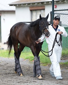Epicharis arrives at Belmont Park for the Belmont Stakes on June 1, 2017.