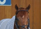 Gun Runner will start next in the grade 1 Whitney Aug. 9