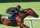 Hip 491, an Into Mischief colt, breezes a quarter-mile at OBS