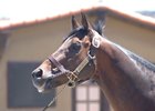 Champion Sire Benchmark Dead at 26 Champion Sire Benchmark Dead at 26