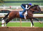 Songbird works a half-mile under Mike Smith