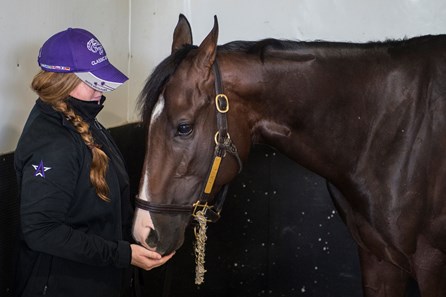 Classic Empire stands in his stall with handler Sara Campion after being declared out of the Belmont Stakes June 7, 2017 at Belmont Park in Elmont, N.Y.