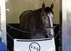 Tapwrit will be evaluated at Rood & Riddle Equine Hospital near Lexington