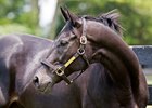 Ben's Cat was a four-time Horse of the Year in Maryland