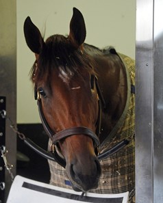Patch - Belmont Park, June 6, 2017