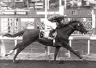 Precisionist, with Chris McCarron up, wins the 1984 Swaps Stakes at Hollywood Park