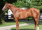 Consigned as Hip 423, Distinta topped the Fasig-Tipton horses of racing age sale at $600,000