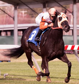 Ben's Cat wins the 2014 Mister Diz Stakes