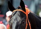 Caption:
Ben's Cat with Julien Pimentel wins the Jim McKay Stakes at Pimlico in Baltimore, Md., on May 16, 2014.
Bens Cat1 image076
Photo by Anne M. Eberhardt