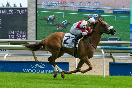 Jockey Gary Boulanger guides Dragon Bay to victory in the $175,000 dollar G2 Nijinsky Stakes over the E.P.Taylor turf course.