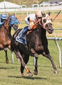 Ben's Cat wins the $60,000 Mister Diz Stakes for a sixth straight year at Laurel Park on August 22, 2015.