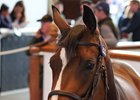 Records Tumble At Tattersalls July Sale