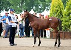 The second-highest price in the sale's 20-year history was established July 11 when this Deep Impact colt brought ¥580 million (US$5.087 million)