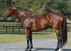 Anthony's Cross Gets First Winner in Indiana Anthony's Cross Gets First Winner in Indiana