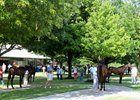 The July sale offers a first look at yearlings from first-crop sires