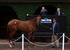 Hip 35, a colt by Animal Kingdom, was the sale topper at the Barretts paddock sale
