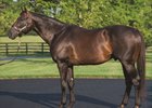 WinStar Farm stallion Pioneerof the Nile