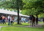 Buyers inspect horses under the trees at Fasig-Tipton's Newtown Paddocks