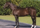Journeyman Stallions Brethren , Cool Coal Man