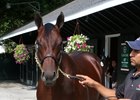 Hip 44, a half brother to grade 1-placed Battle of Midway, is out of the grade 1-winning Concerto mare Rigoletta