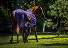 Mind Your Biscuits is given some relaxation time in the barn area of the Saratoga Race Course Wednesday Aug. 23, 2017 in Saratoga Springs, N.Y.