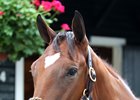 Hip 200 is a Can the Man half sister to Canadian champion Catch a Glimpse and leading Canadian sire Old Forester