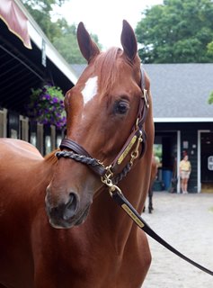 A Street Boss colt (Hip 546) consigned by Taylor Made Sales Agency