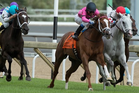 Jockey Patrick Husbands guides Conquest Panthera (pink silks) to victory in the 2017 Play the King Stakes.