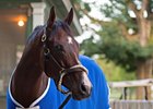 Champion Songbird is among a stellar lineup for the Fasig-Tipton November sale