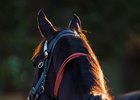 Winx will eye a 20th straight win and 13th group 1 victory Sept. 16 in the Colgate Optic White Stakes