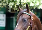 Hip 49 is a half brother to grade 3 winner and grade 1 stakes-placed Royal Mo