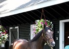 Hip 135 is a filly by War Front out of Maryinsky, by Sadler's Wells