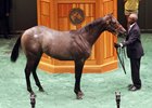 Hip 598, a colt by Cairo Prince, sold for $500,000 at the NY-bred sale, setting a sale record