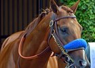 Collected is one of four starters Bob Baffert is pointing to the Nov. 4 Breeders' Cup Classic at Del Mar