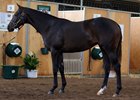 Hip 78, a daughter of Bodemeister out of the Jump Start mare North Freeway, set a Barretts record when she sold for $300,000
