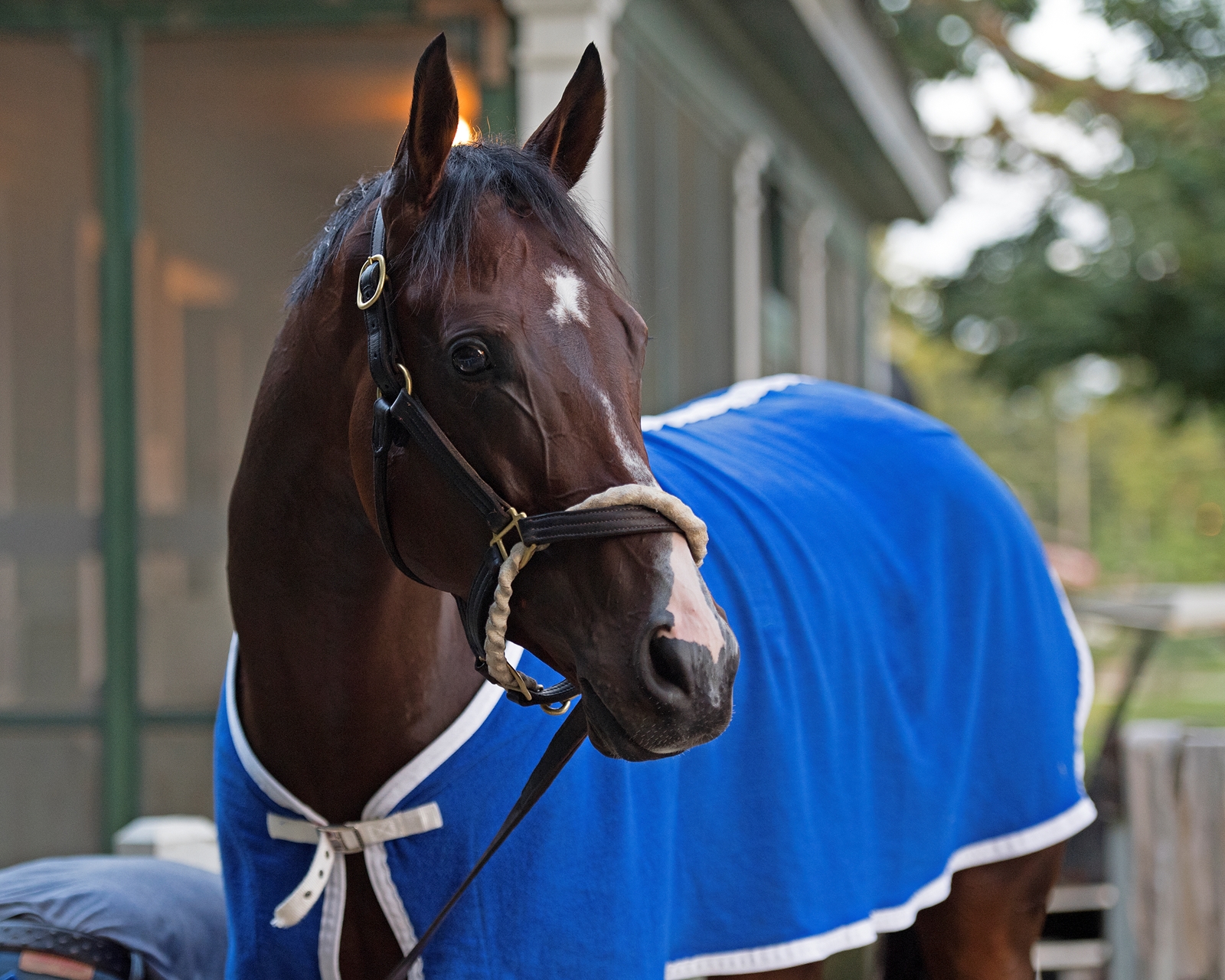 songbird horse sale songbird horse sale