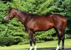 Straight Fire was bred by Spendthrift Farm and purchased at auction by Solis/Litt Bloodstock