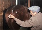 Dr. Marvin Cain performs an acupuncture procedure on a horse in 1986