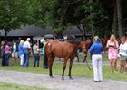 Activity was brisk in advance of the Fasig-Tipton New York-bred sale